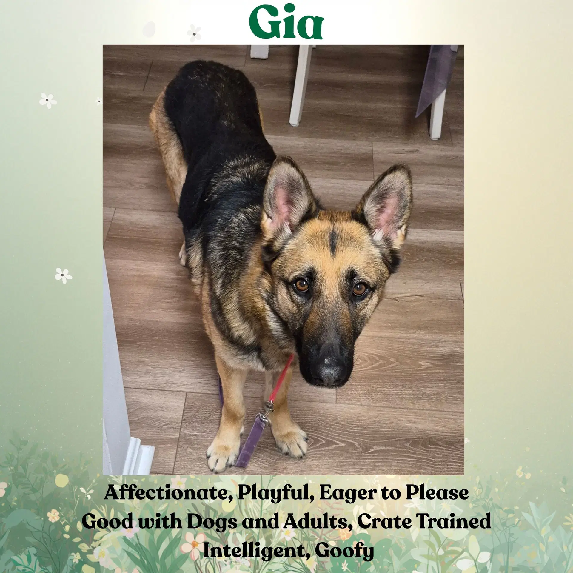 Gia image 3