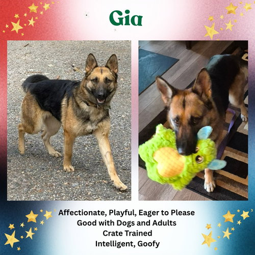 Gia, an adoptable German Shepherd Dog in Baltimore, MD
