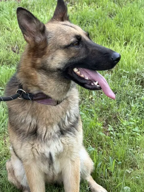 Gia - German Shepherd Dog