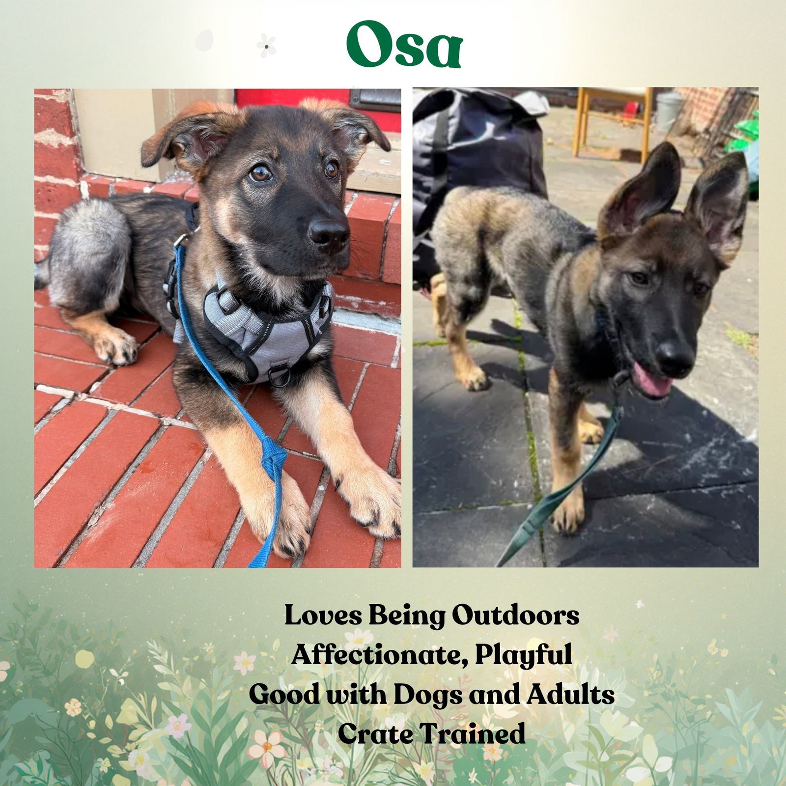 Osa