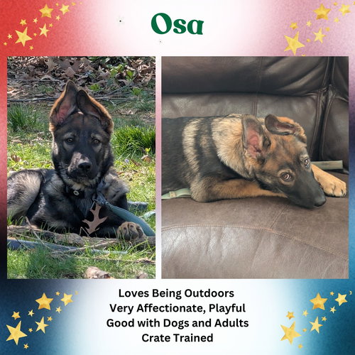 Osa, an adoptable German Shepherd Dog in Baltimore, MD