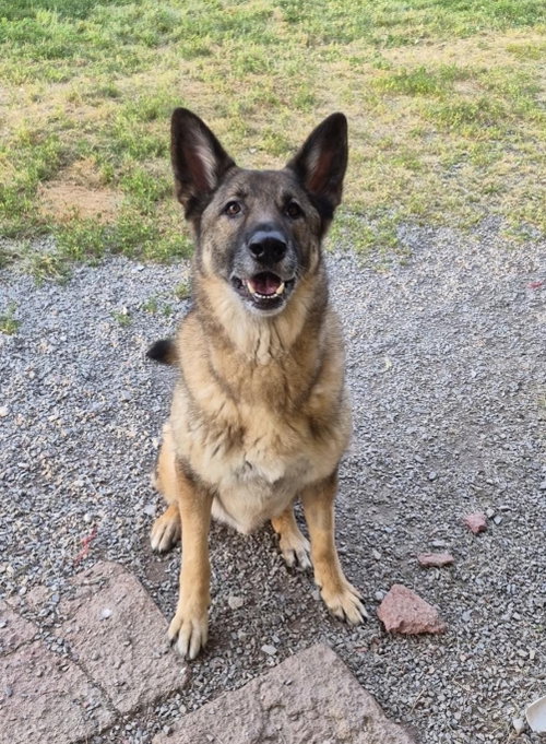 Bear, an adoptable German Shepherd Dog in Baltimore, MD