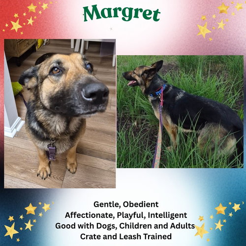 Margret, an adoptable German Shepherd Dog in Baltimore, MD