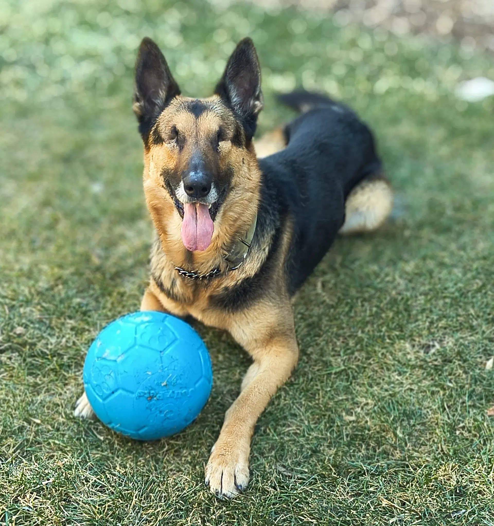 Ghost - German Shepherd Dog