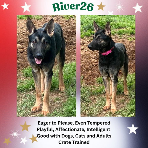 RiverVA, an adoptable German Shepherd Dog in Baltimore, MD
