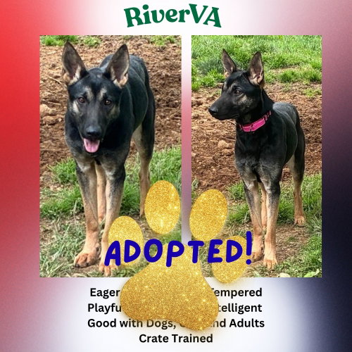 RiverVA, an adoptable German Shepherd Dog in Baltimore, MD