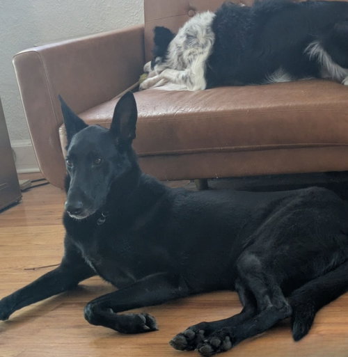 Soda, an adoptable Dutch Shepherd in Baltimore, MD