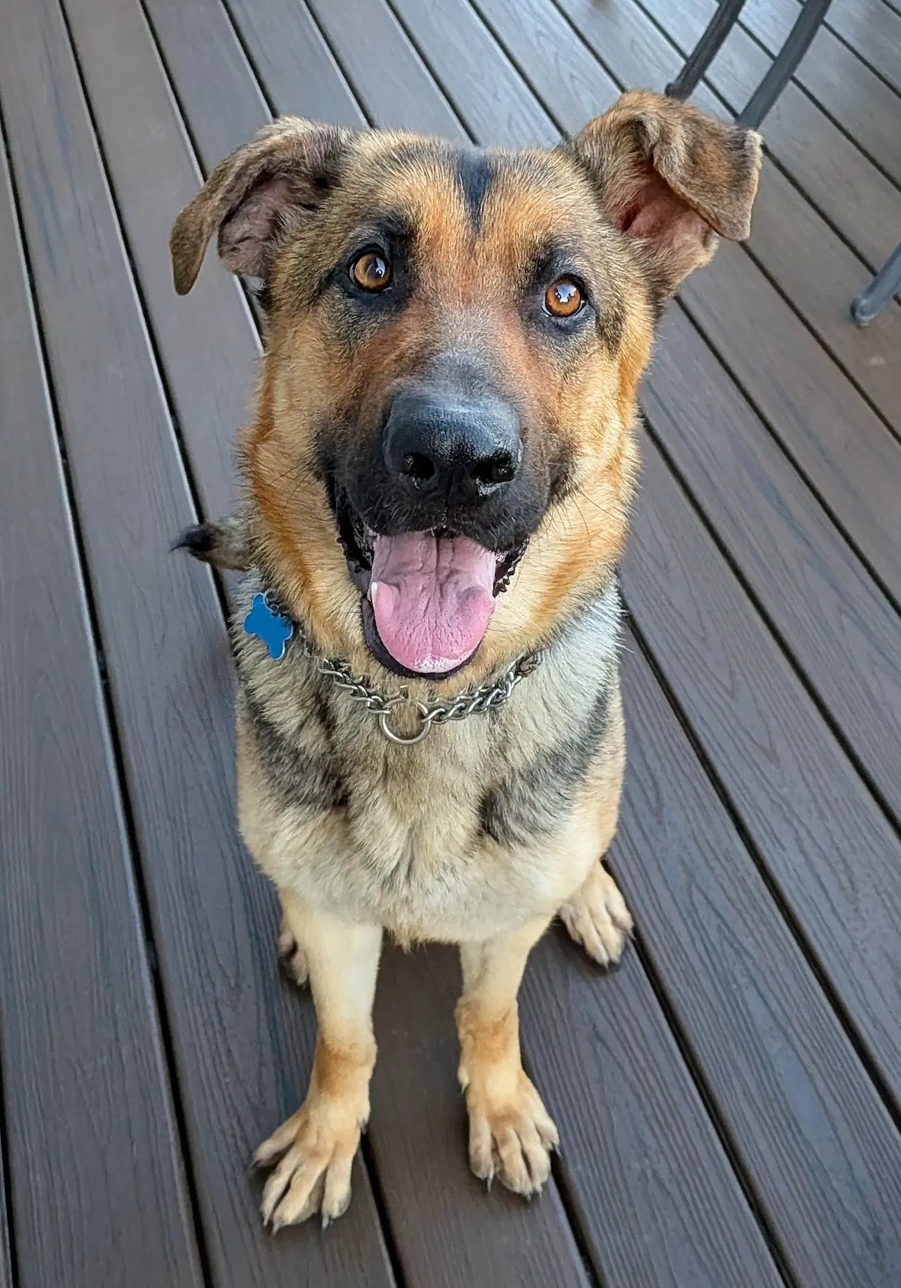Luna - German Shepherd Dog