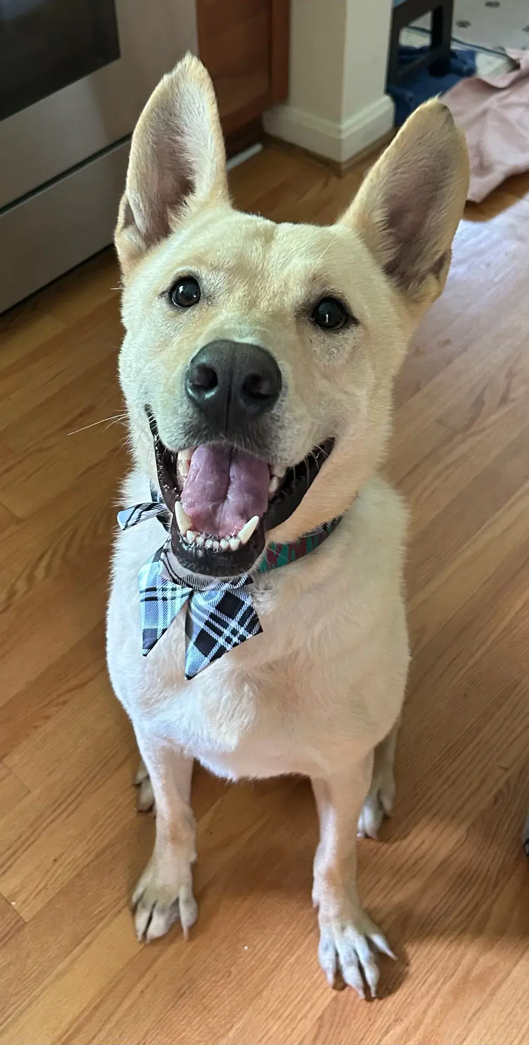 Fritz - Labrador Retriever
