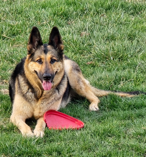 Neala