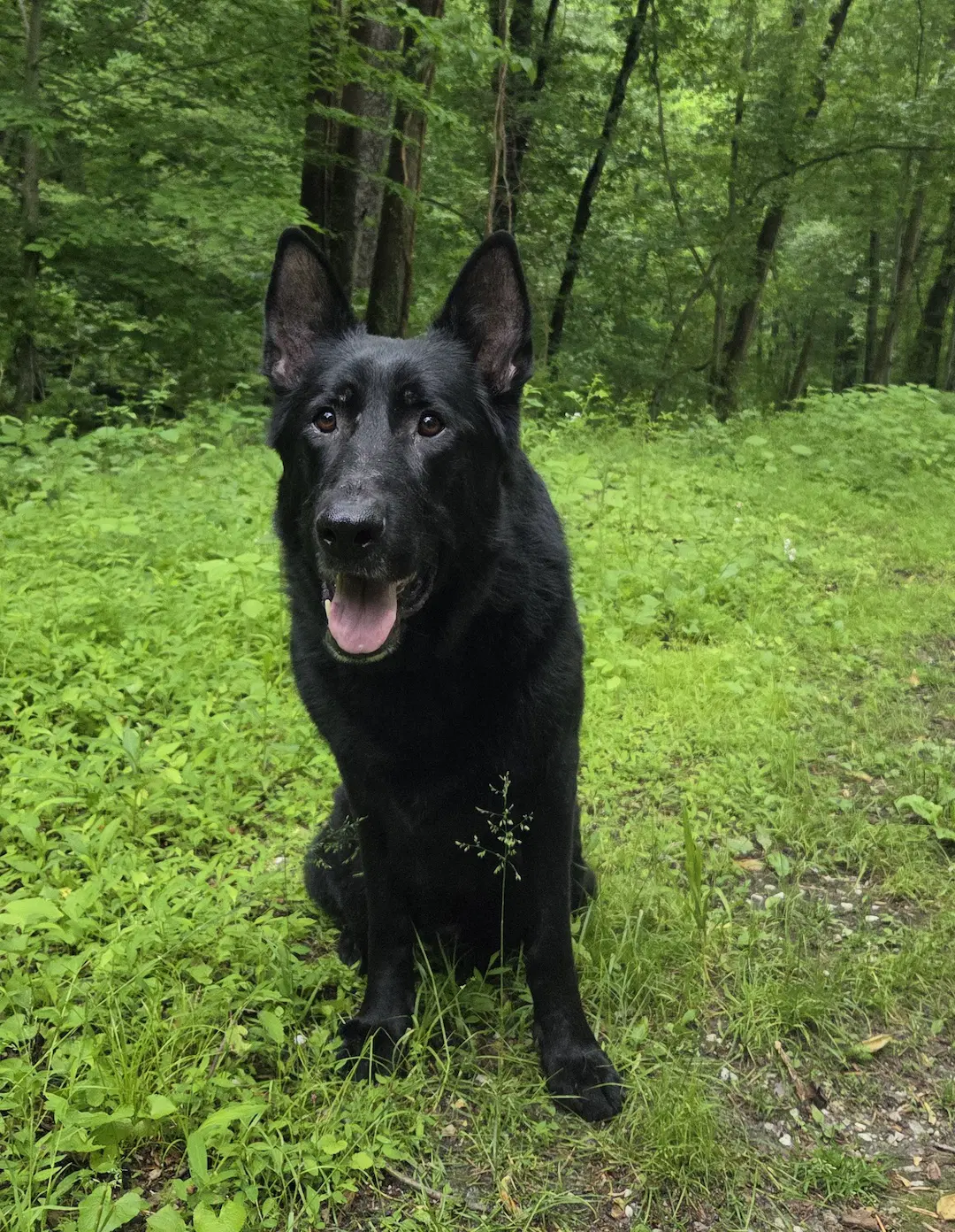 Eclipse - German Shepherd Dog