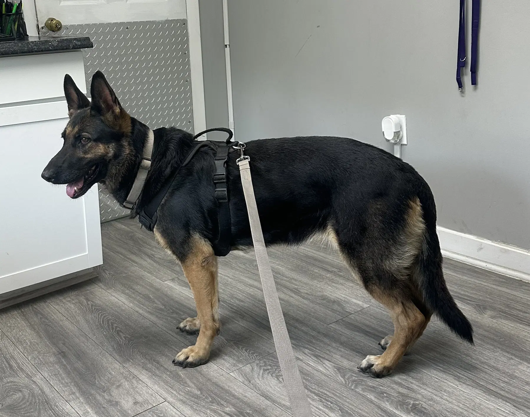 Lizzie - German Shepherd Dog