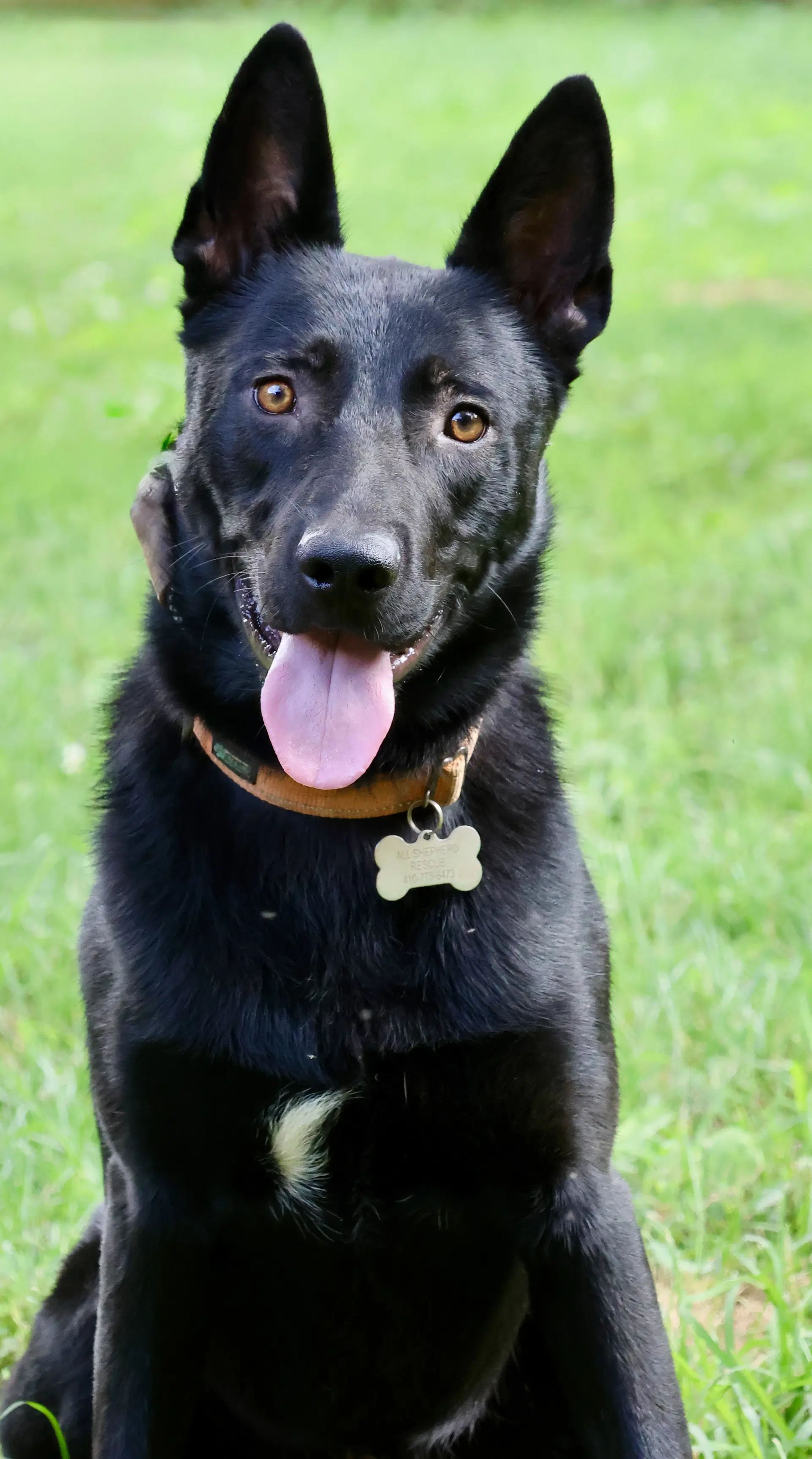 Knight - German Shepherd Dog
