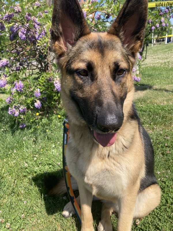 Aiko