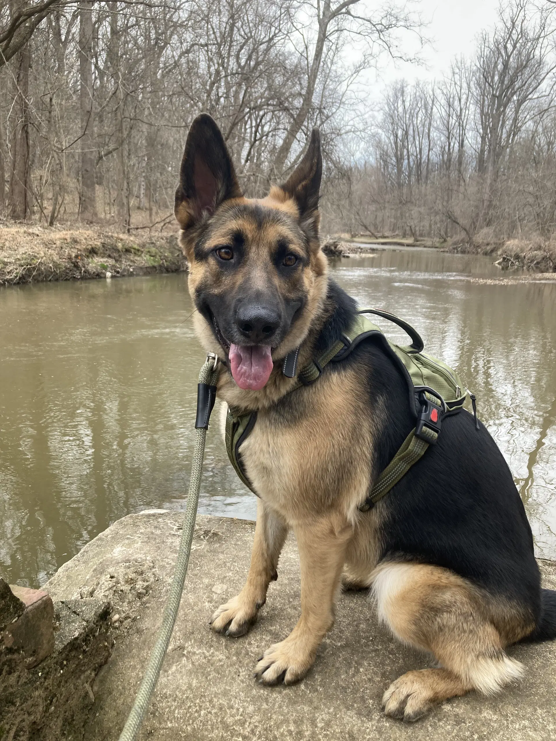 Aiko - German Shepherd Dog