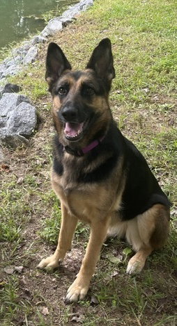 Jillian, dog