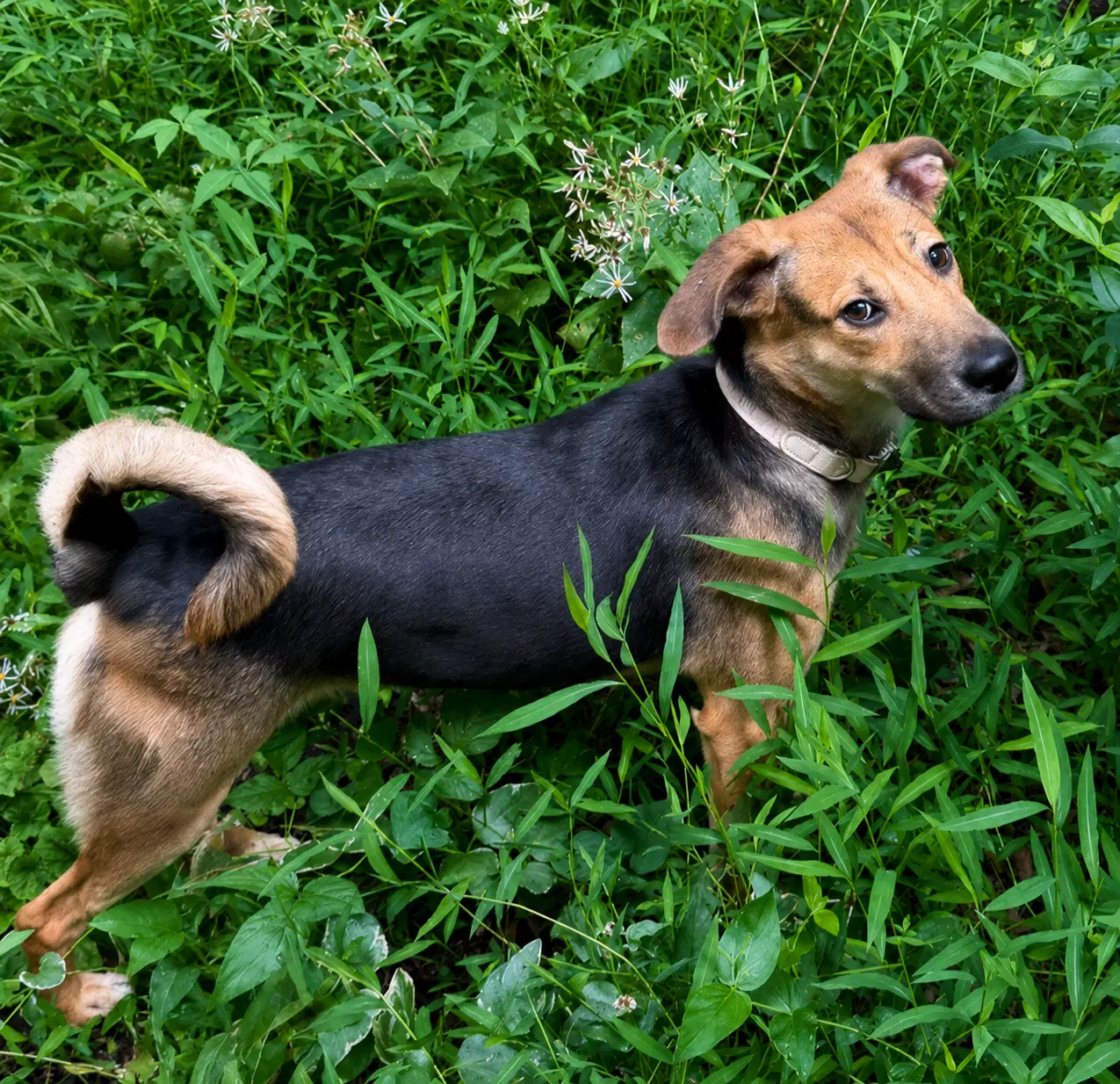 Cinnamon image 3