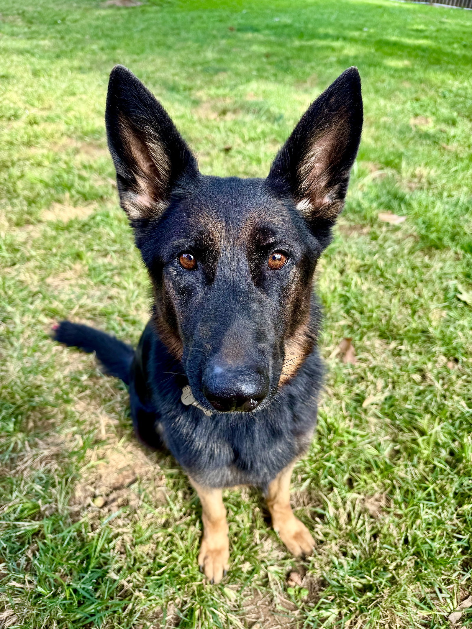 River 1, German Shepherd Dog