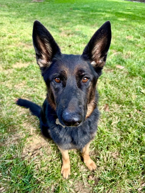 River 1, a dog for adoption from All Shepherd Rescue