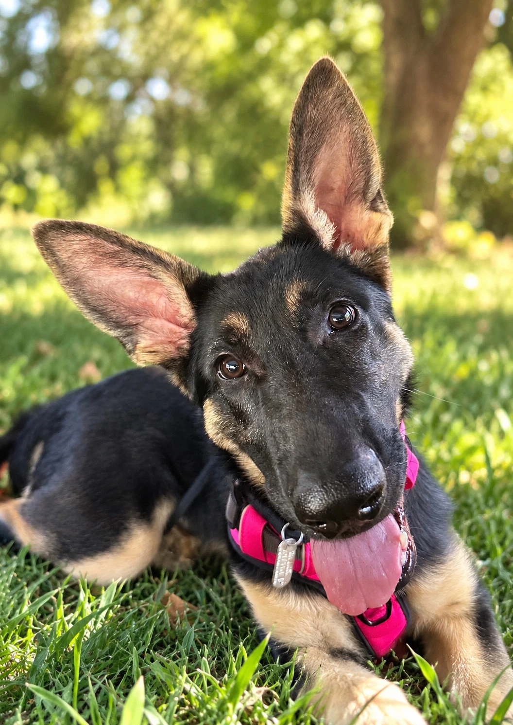 Sasha