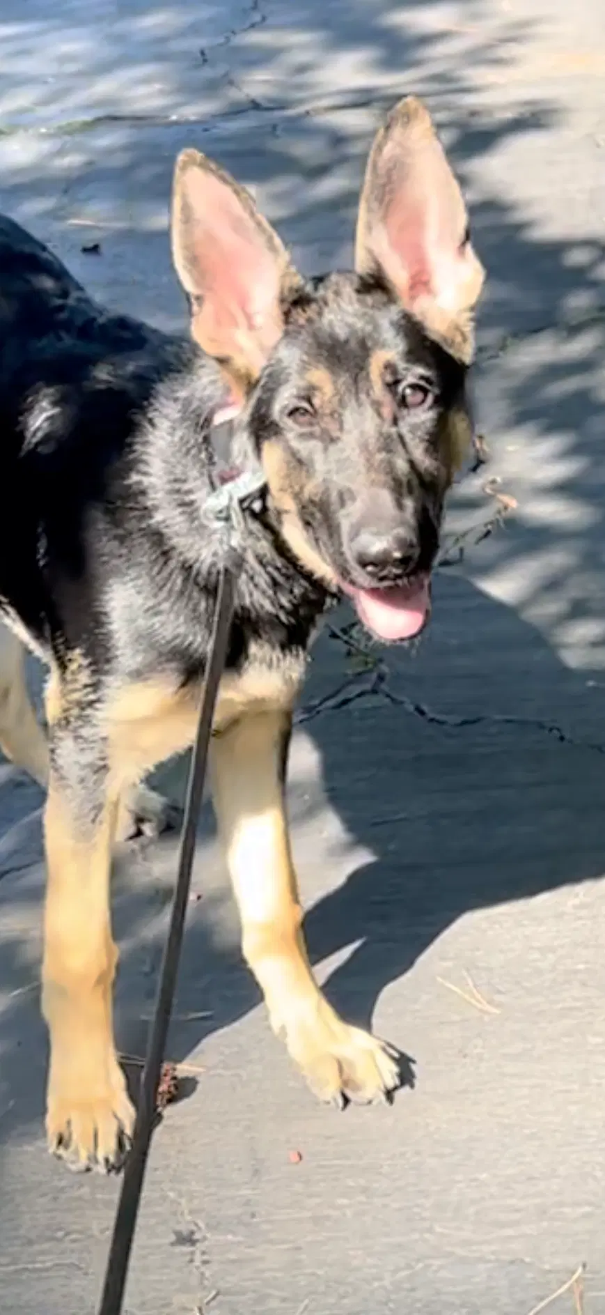 Sasha image 2