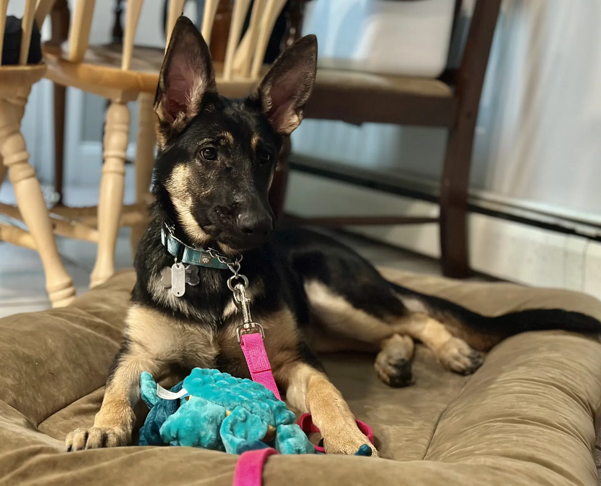 Sasha image 3