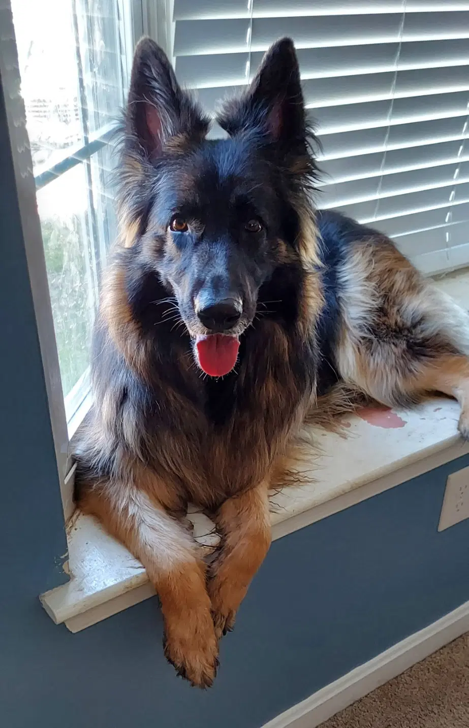 Athena - German Shepherd Dog