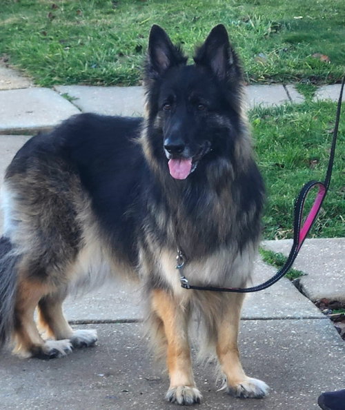 Athena, photo 2