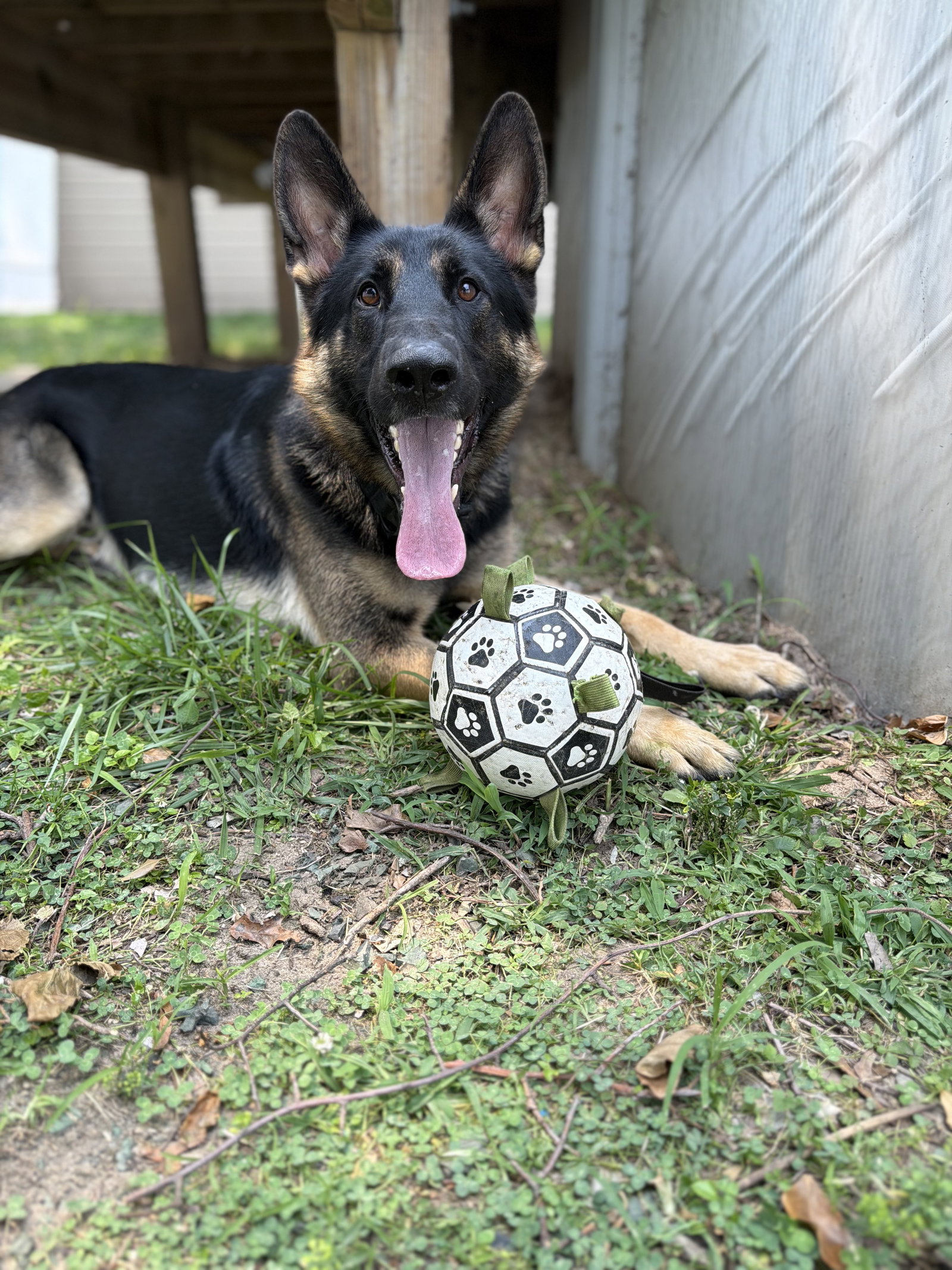 Banks, dog — photo 1 of 4
