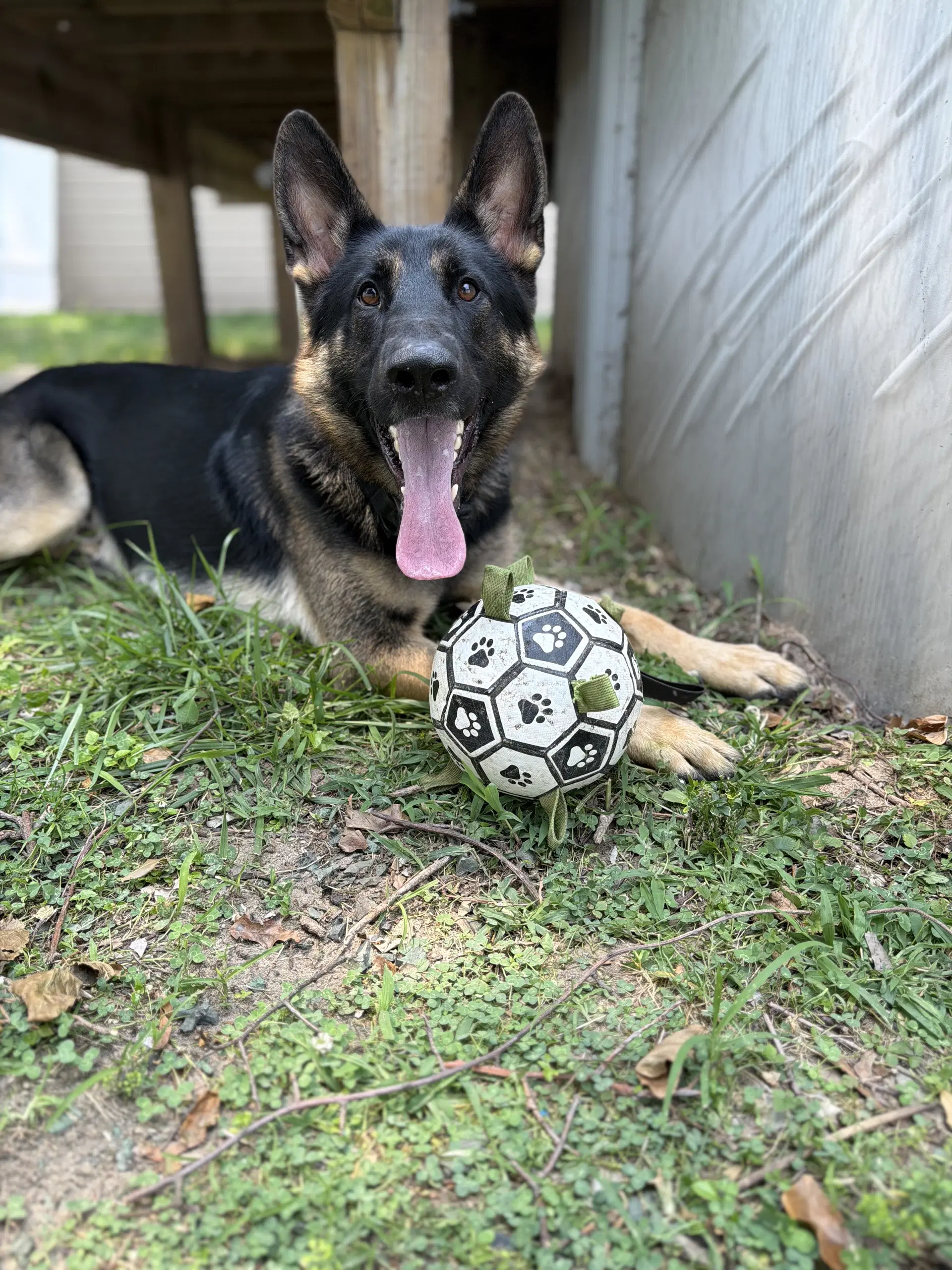 Banks - German Shepherd Dog