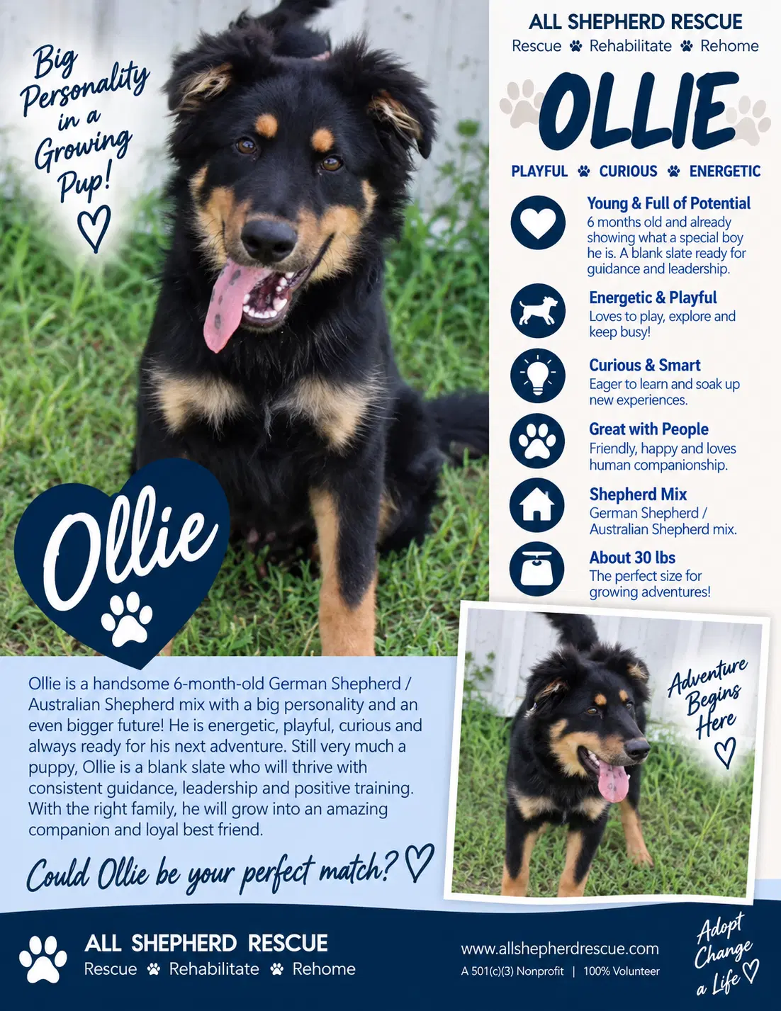 Ollie - German Shepherd Dog