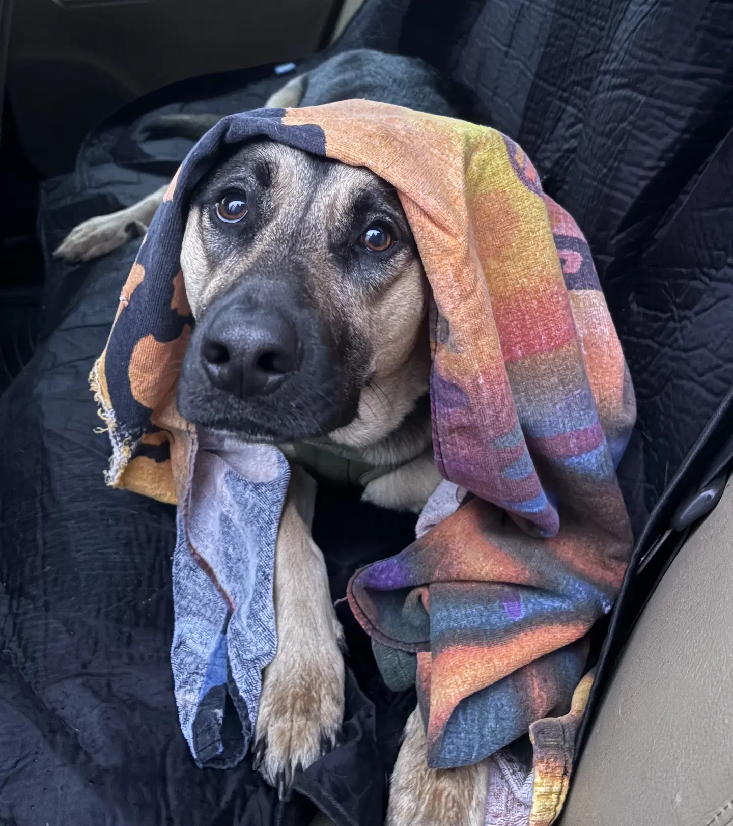Suki image 4