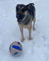Suki