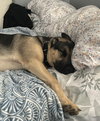 Suki