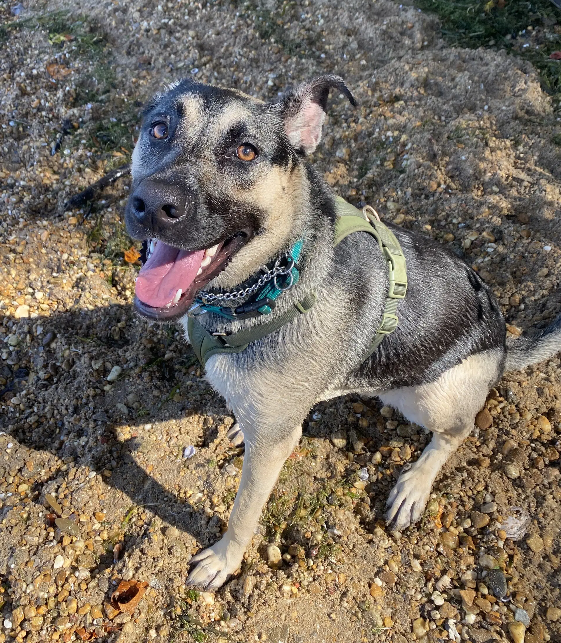 Suki image 2