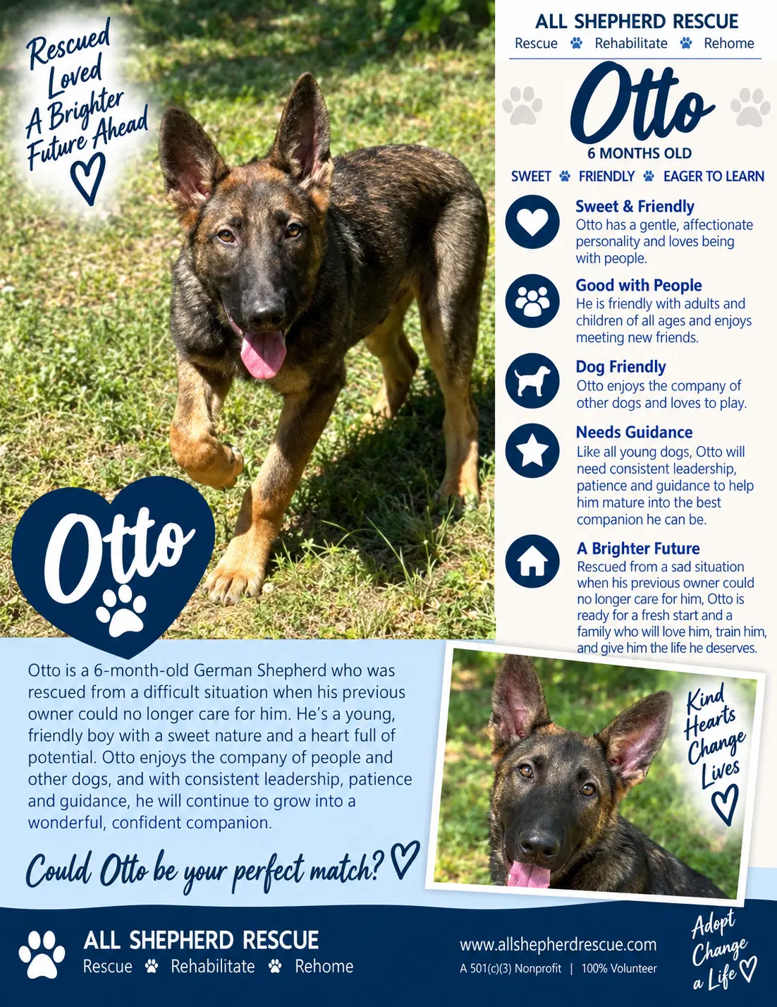 Otto - German Shepherd Dog