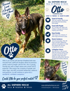 Otto