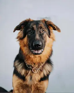 Izzy - German Shepherd Dog