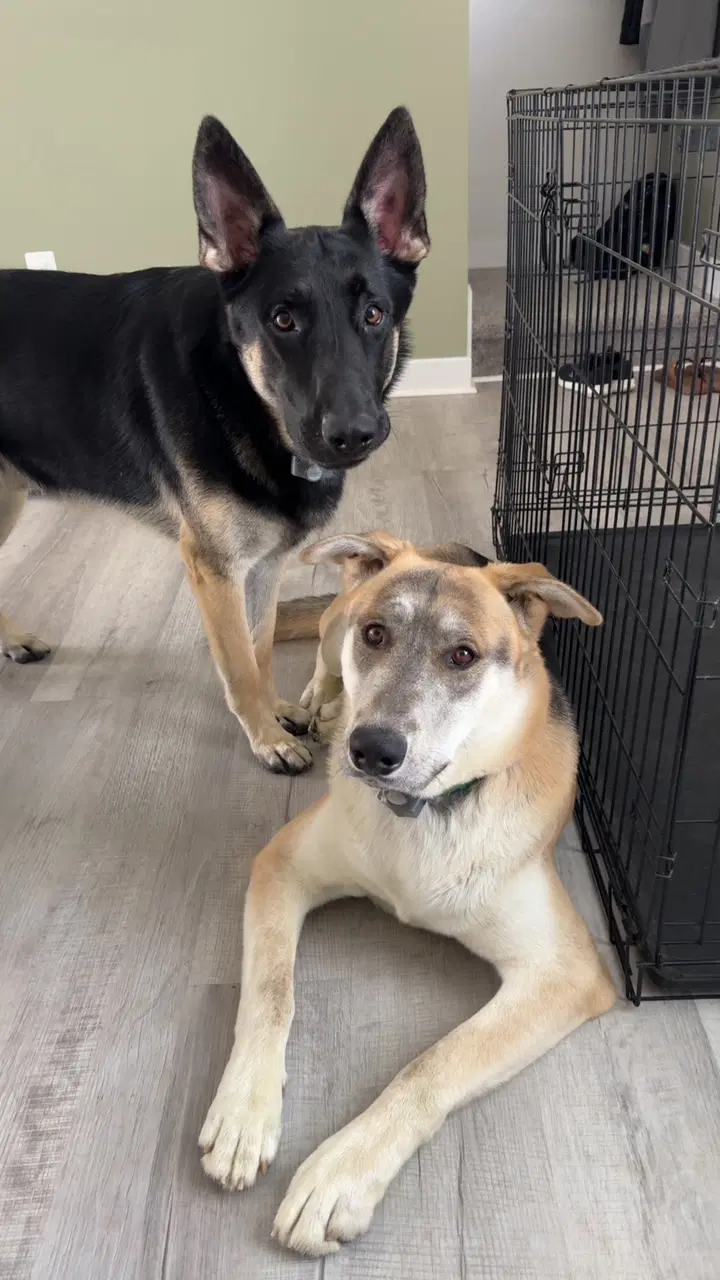 Louie And Luka - German Shepherd Dog