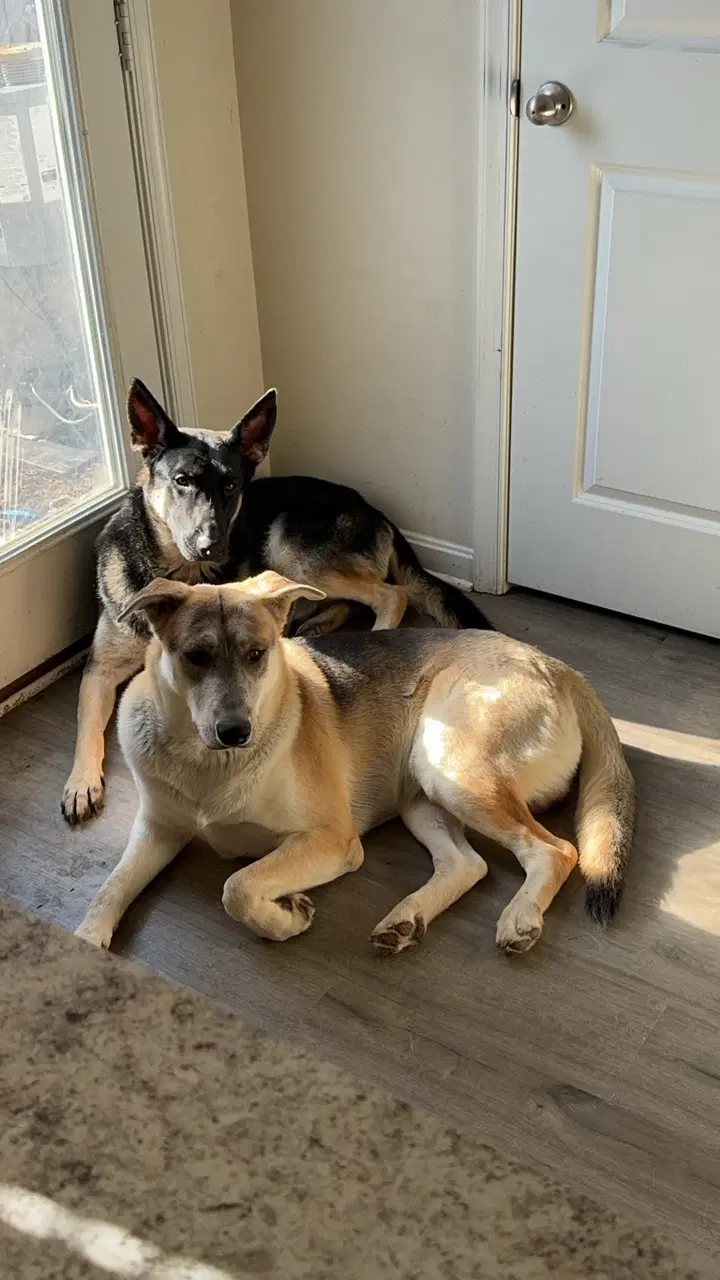 Louie And Luka image 2