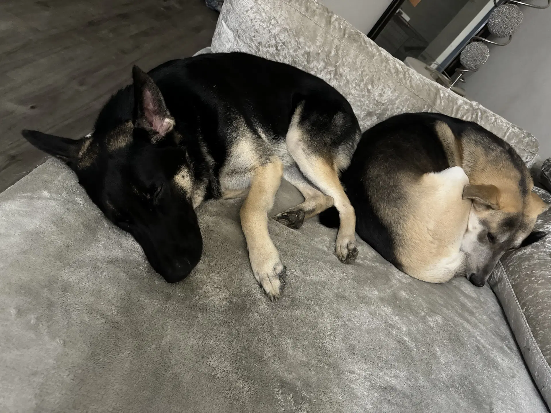Louie And Luka image 3