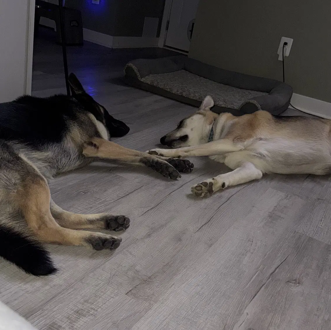 Louie And Luka image 4