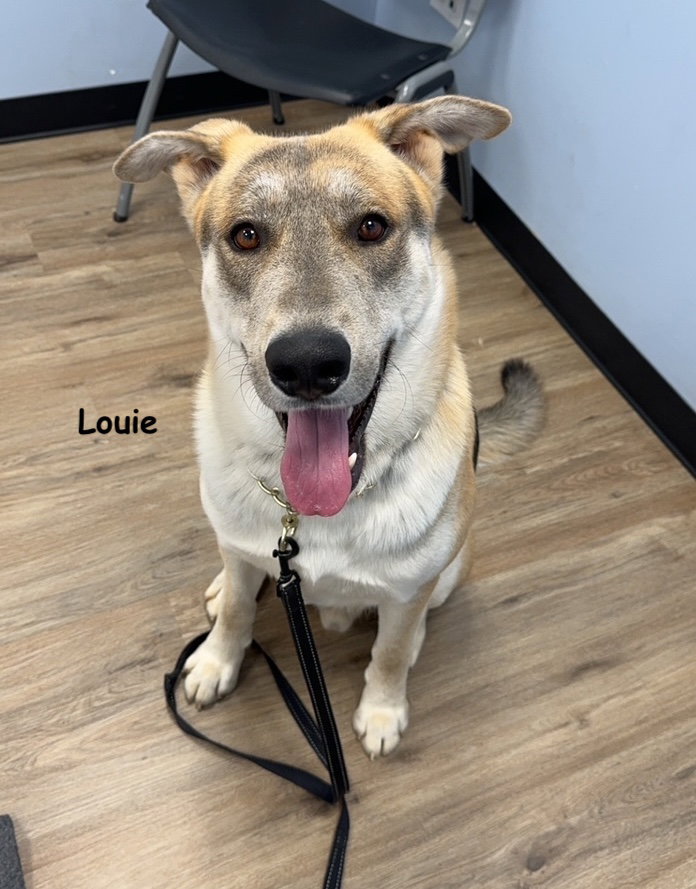 Louie and Luka, photo 8