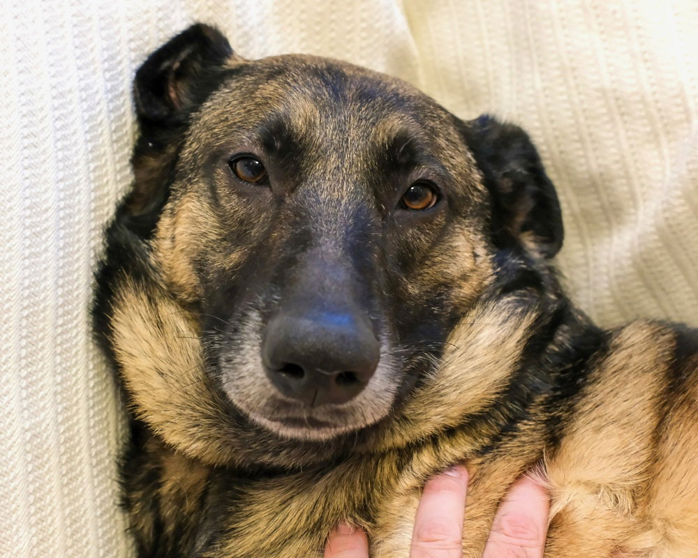 Olive, photo 10