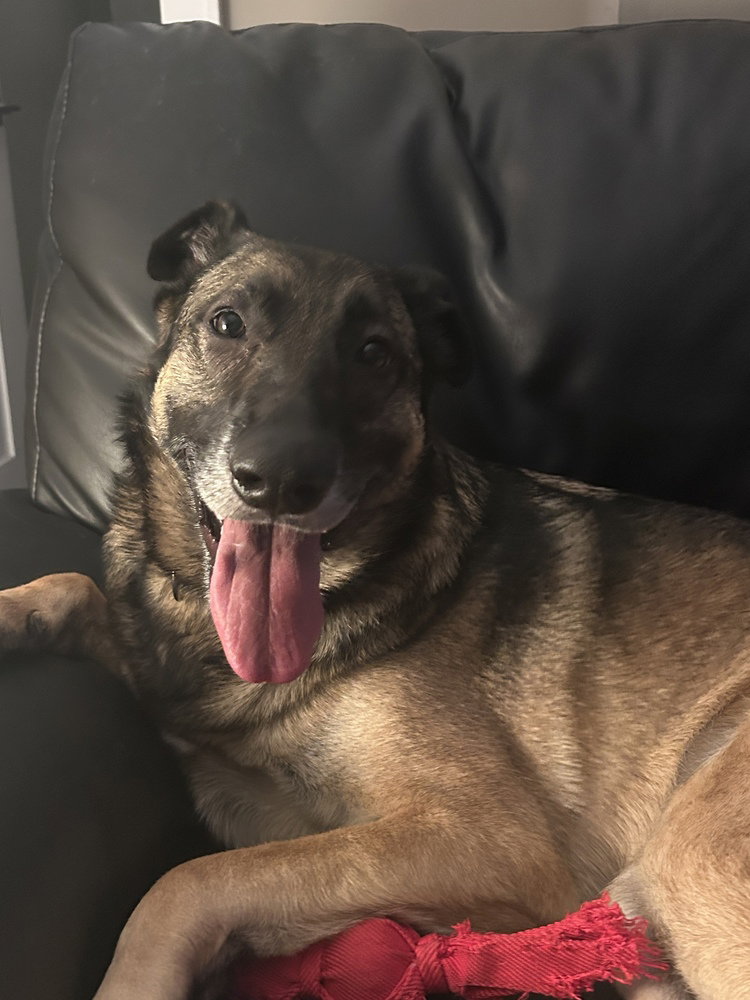 Olive, photo 12