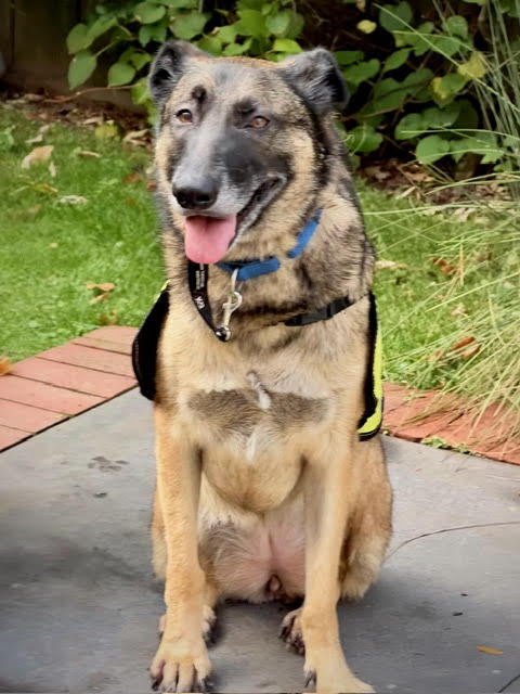 Olive, photo 5