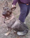 Shiloh