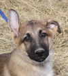 Bruno