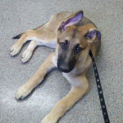 Bruno