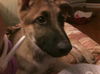 Bruno